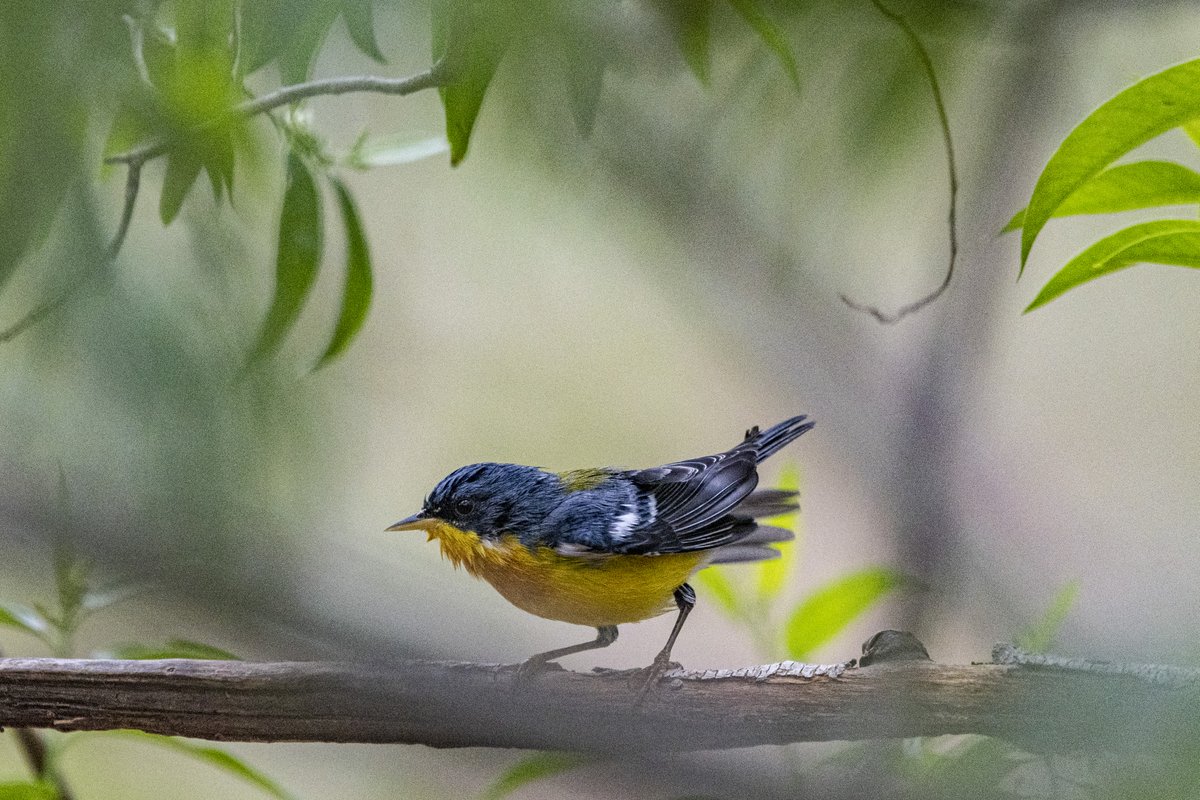 UnterAndres's tweet photo. El setophaga pitiayumi es un ave pequeña y colorida que vive en todo el continente americano. ¿Lo has visto alguna vez? #setophagapitiayumi  #naturaleza Sígueme en Twitter para ver más tweets sobre la naturaleza y la cultura de Bolivia. https://t.co/oehYVdPGqj