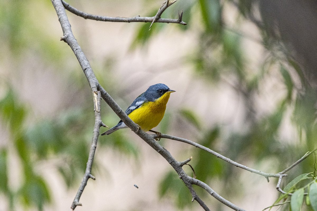 UnterAndres's tweet photo. El setophaga pitiayumi es un ave pequeña y colorida que vive en todo el continente americano. ¿Lo has visto alguna vez? #setophagapitiayumi  #naturaleza Sígueme en Twitter para ver más tweets sobre la naturaleza y la cultura de Bolivia. https://t.co/oehYVdPGqj