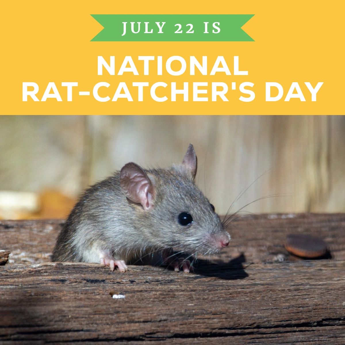 KnoxPest's tweet photo. Although the day actually commemorates the myth of the Pied Piper of Hamelin, modern-day rat catchers also deserve to be celebrated! If you have rat or rodent concerts, reach out to Knox Pest Management by calling (865) 356-0465. #KnoxPestManagement https://t.co/FTAUx8N9s7