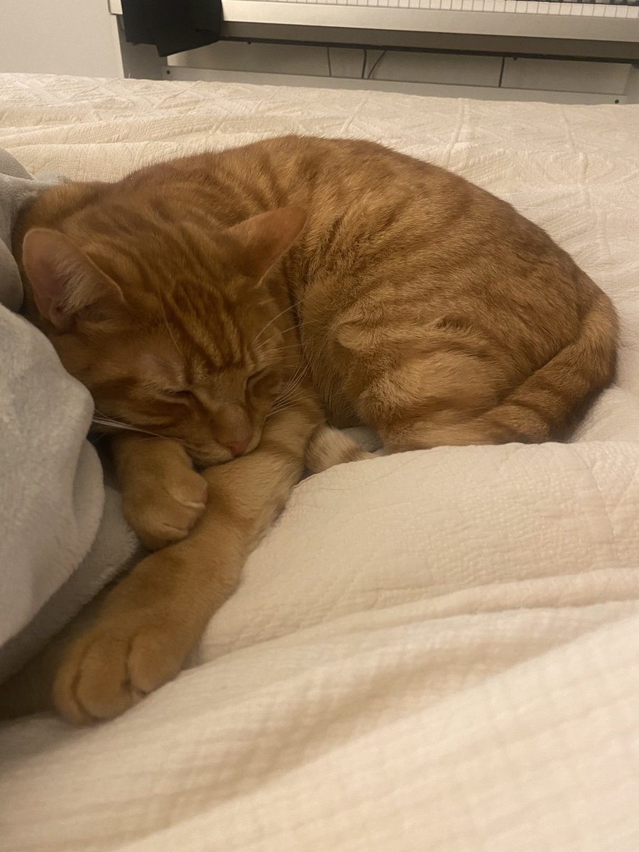 めろん🍈 tweet media