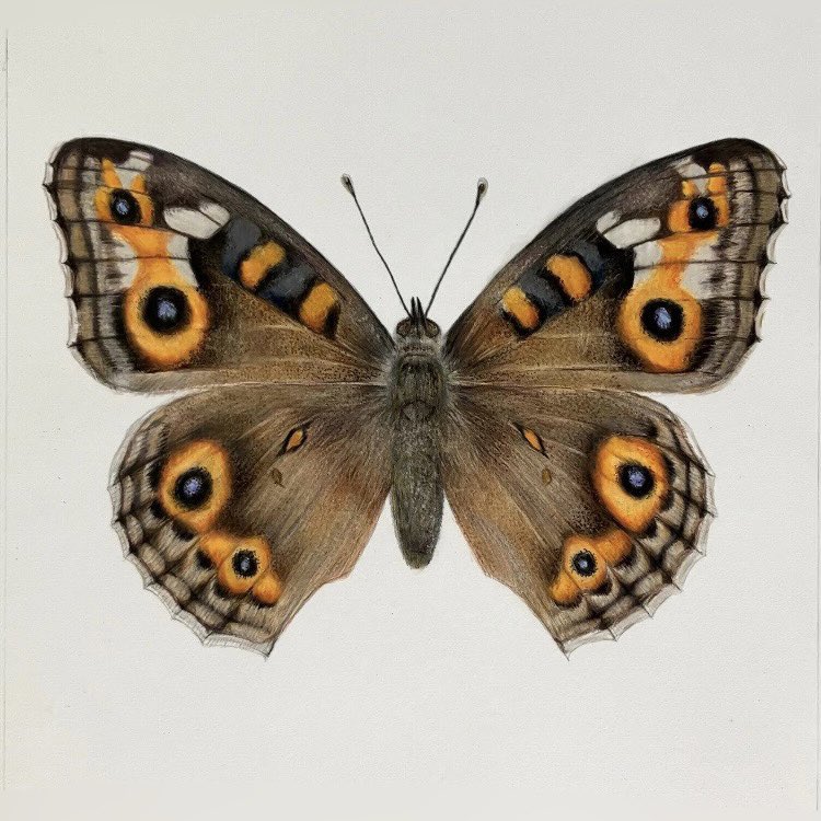 Paulmillerart's tweet photo. Butterfly finished. Pastel pencil and colour pencil on paper. Hope everyones having a great weekend 🦋.
#art #artwork #drawing #butterfly #artist #artsy #artdrawings #artdrawing #arty #drawings #wildlife #colours #colourful #draw #pencils #colourpencil #pastelpencils https://t.co/JVffQBuy4m