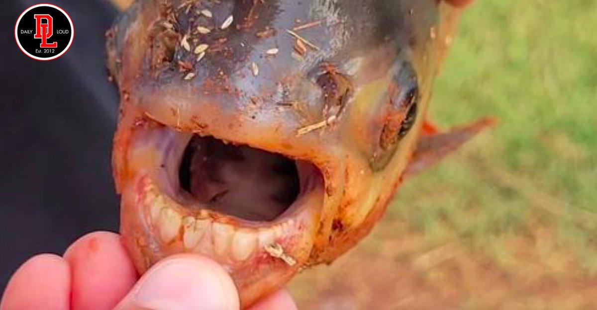 DailyLoud's tweet image. 11-year-old boy catches an exotic Pacu in Oklahoma. The invasive species is a South American fish closely related to the Piranha but with human-like teeth.
