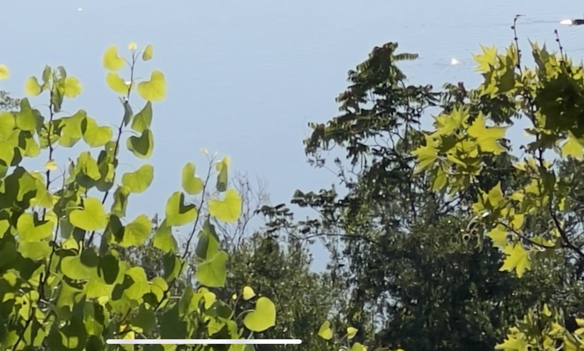 Mick West tweet media