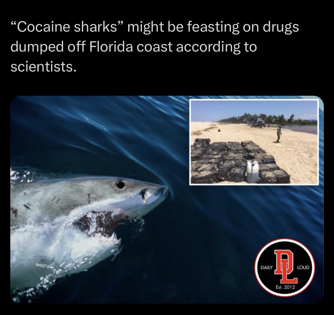 Gibbathy's tweet photo. @shannonsharpeee So the shark is doing lines down the beach? https://t.co/E4Mfq5qoPc