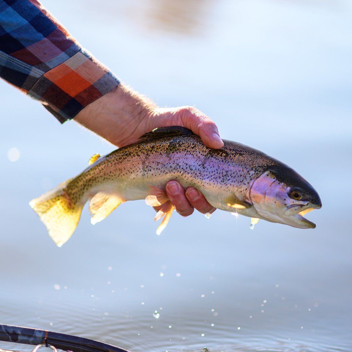 TroutUnlimited's tweet photo. This Barbie is passionate about coldwater conservation ✨ https://t.co/2UsphAHVPP