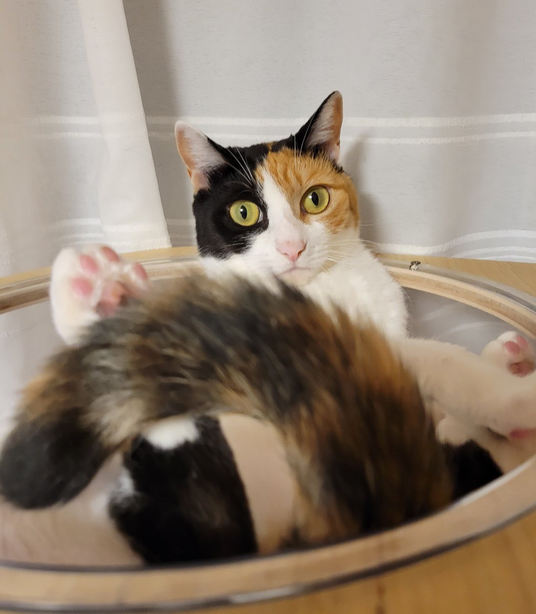 pushu_gubi's tweet photo. 今日も今日とて…楽しかった✨

#猫 #三毛 #保護猫 #ハチワレ #猫がいる幸せ https://t.co/jafvXSKsH0