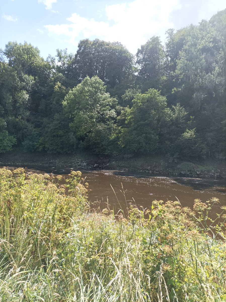 GreenLondoner's tweet photo. #Riverwye https://t.co/jJ3LA9kxRI