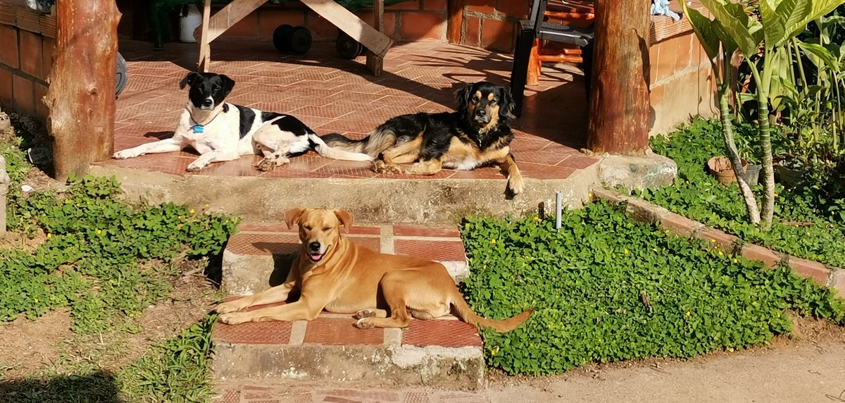 2013AngelaQ's tweet photo. @BravissimoCity #Bravisimo2023 mis amores perrunos. #DiaMundialDelPerro https://t.co/qUrARO7iBs