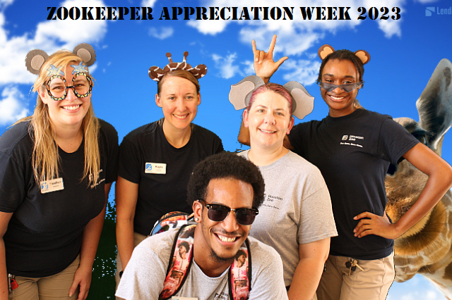 Our zookeepers are the BEE'S KNEES! 🐝 We threw a big party to celebrate our keepers who work tirelessly every day to care for the animals you know and love. Join us in thanking them for their dedication by dropping a 💚 down below. #NZKW2023