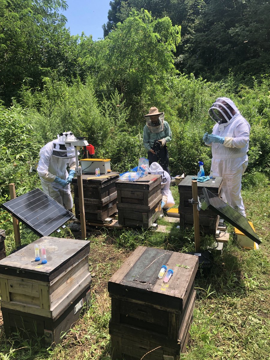 JMBonzom's tweet photo. Aujourd’hui, toute la journée sur le terrain dans la Préfecture de Fukushima 🇯🇵 a prélever des abeilles… sur nos ruches et le soir au labo, à l’@IER_Fukushima 👍. Une journée bien remplie et chaude 🥵.
Projet #BEERAD 🐝🇯🇵☢️🇫🇷 https://t.co/eGaEtR94cr