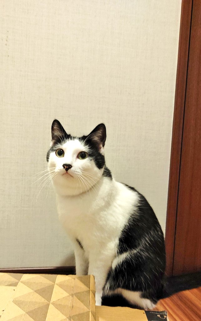 KunihikoOoteki's tweet photo. すっとんきょうイケメン。
#ハチワレ 
#猫イケメングランプリ 
#CatsLover https://t.co/LAgJv9O7Gi