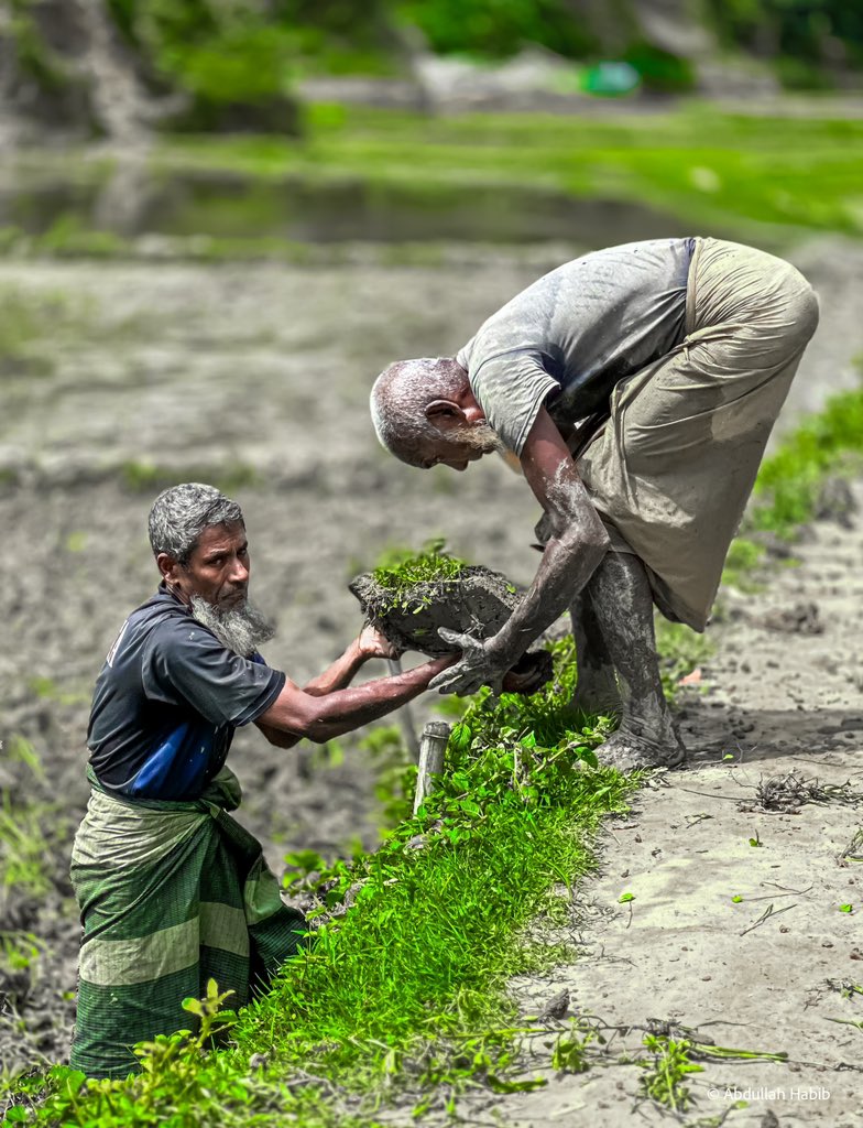 Abdulla_AH7's tweet photo. The farmer~

Farmers are busy preparing the paddy fields for rice seedlings during the monsoon season. In Arakan, the Rohingya community cherishes the monsoon as a joyous “Festival” because it allows Rohingya farmers to cultivate rice for the entire year.
#farmers #riceseedling https://t.co/pbmAUBHYbI