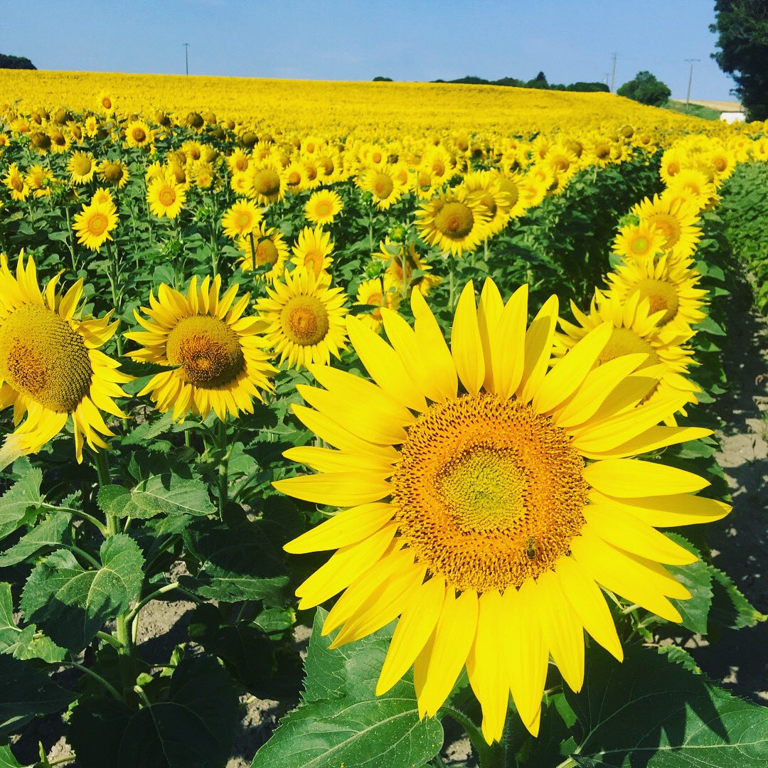 lifefrance's tweet photo. It's Your Photos Saturday! Share your photos of France for all to enjoy, be inspired by & daydream...
๐ท Lavender fields of Provence @vauclusedreamer; Sunflowers in Charente @chezlesbons; Collioure, southern France @TheIndieTripper
#thegoodlifefrance https://t.co/qySOVCYIwY