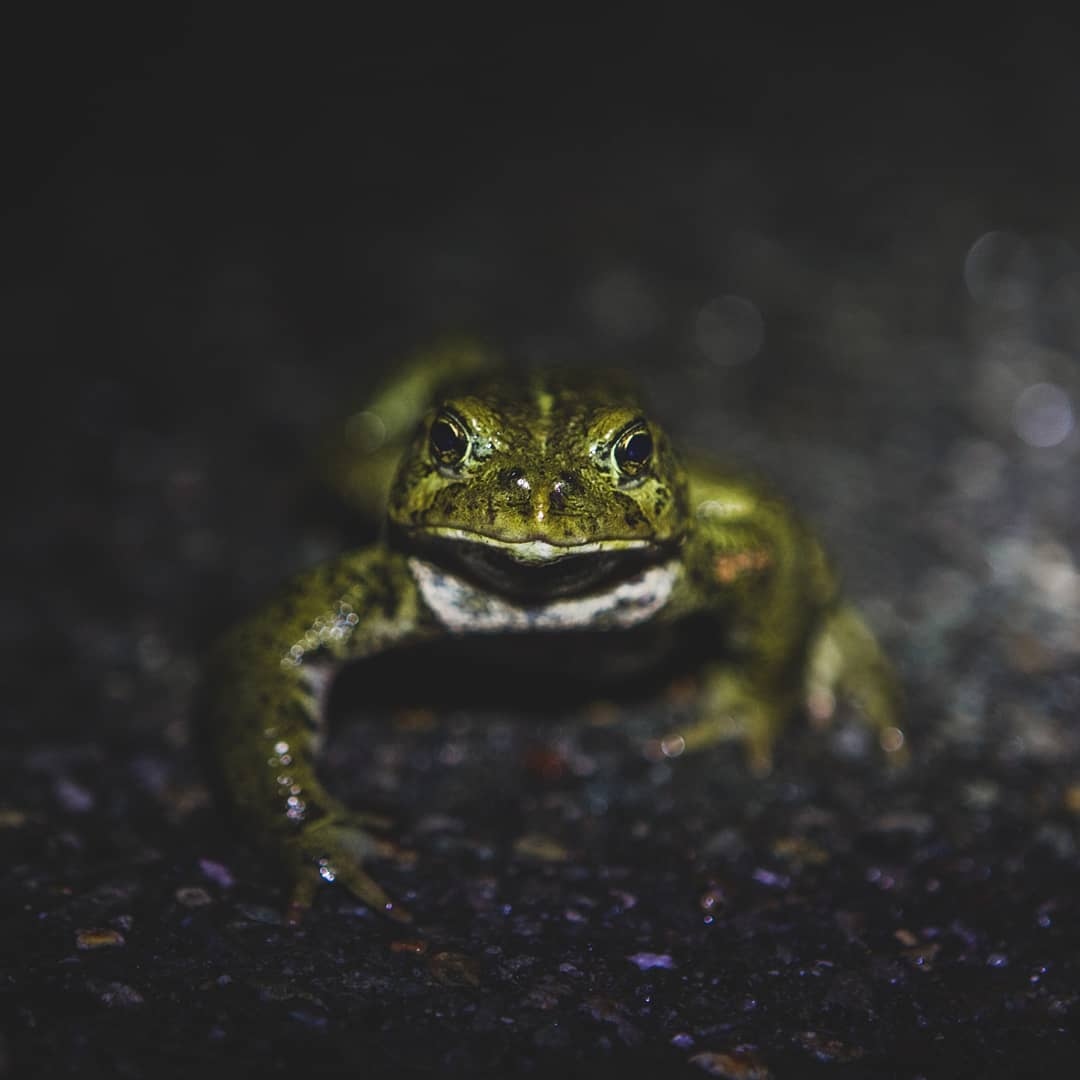 The CCPC tweet media