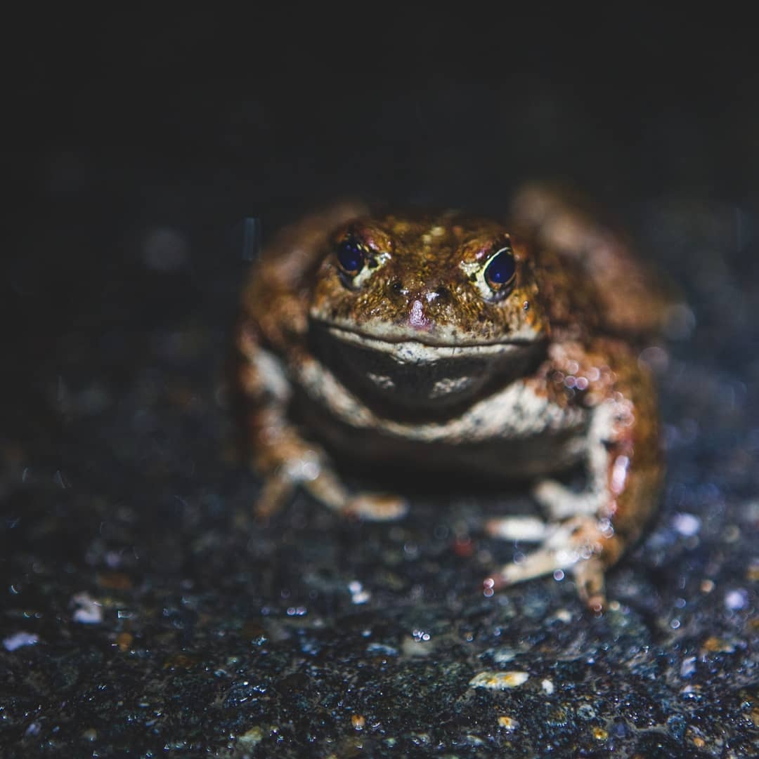 The CCPC tweet media