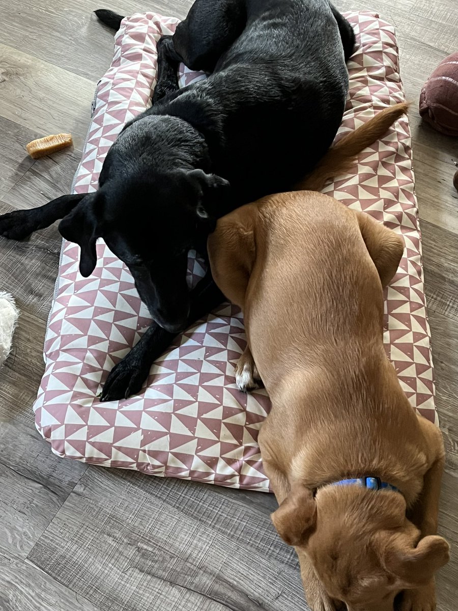 mrsklinkreads's tweet image. I don’t know why we bought two cushions for them. #cuddleup