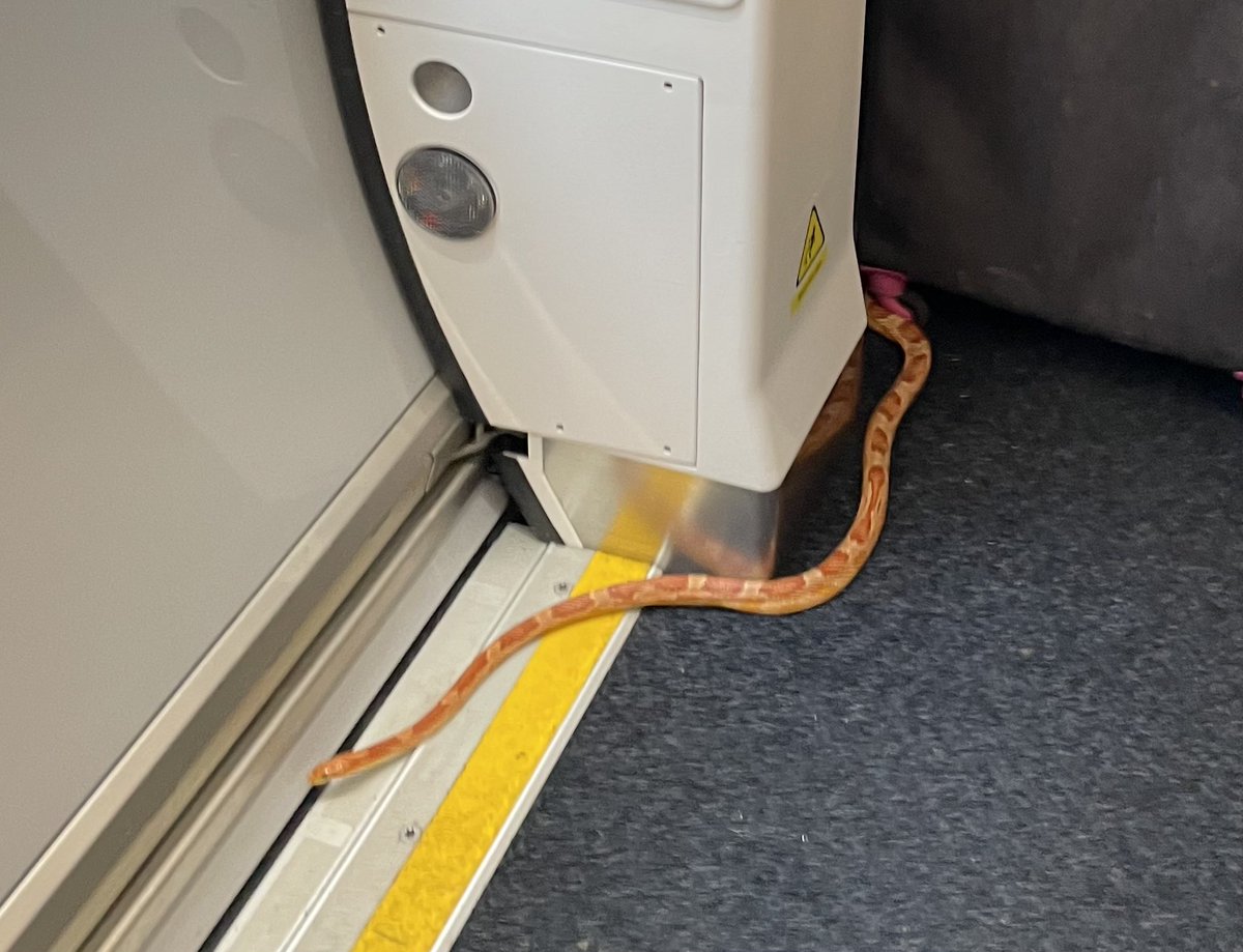 OH LORD there is an actual SNAKE on this train.