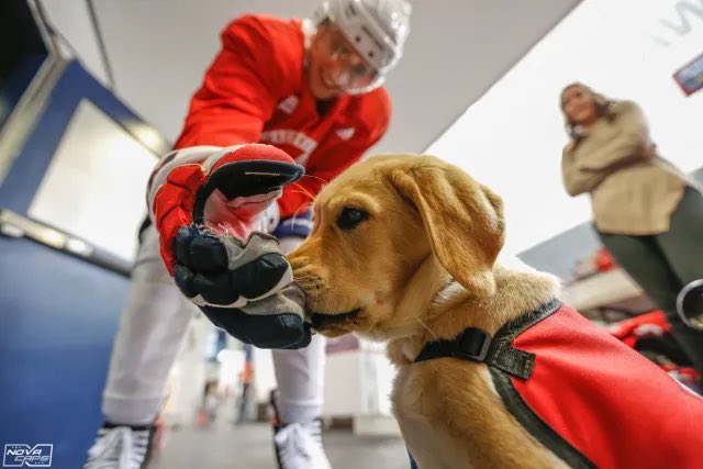 NoVa_Caps's tweet photo. Happy 4th birthday to Captain! The OG @capspup #ALLCAPS https://t.co/F9SO70m3f1