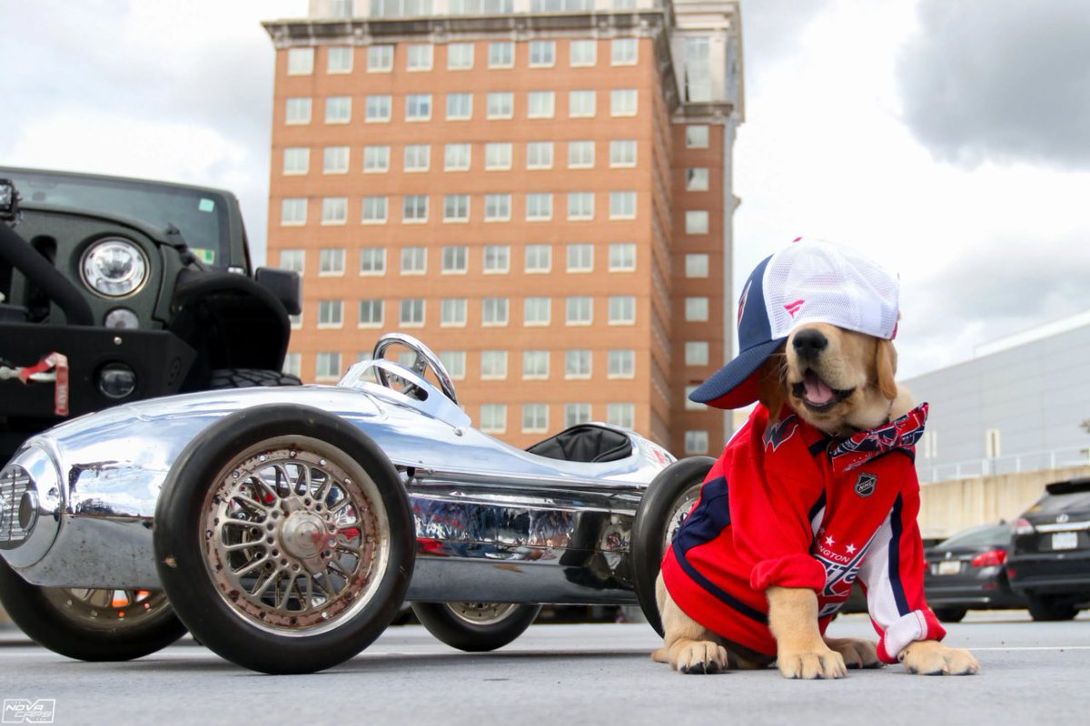 NoVa_Caps's tweet photo. Happy 4th birthday to Captain! The OG @capspup #ALLCAPS https://t.co/F9SO70m3f1