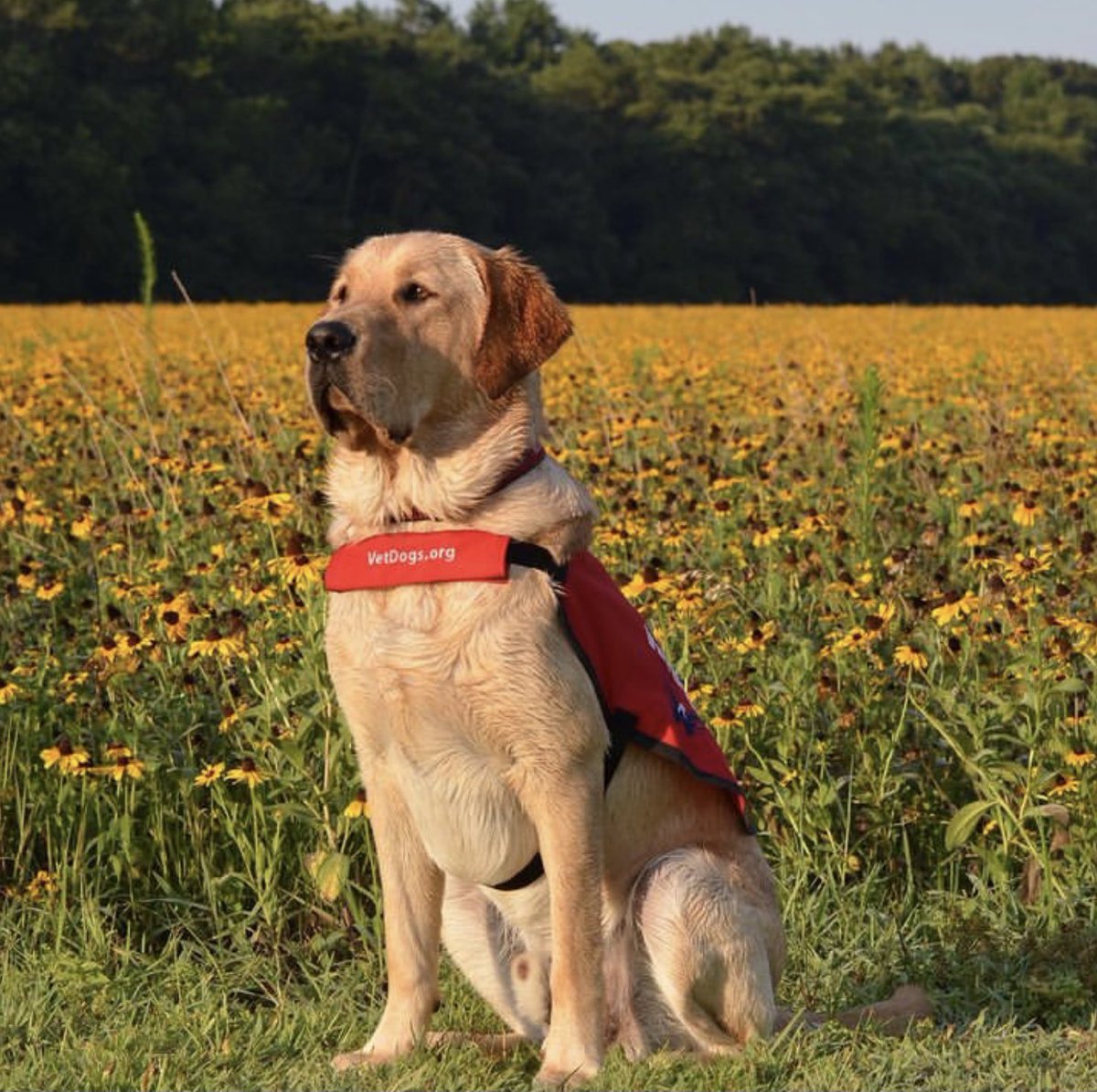 NoVa_Caps's tweet photo. Happy 4th birthday to Captain! The OG @capspup #ALLCAPS https://t.co/F9SO70m3f1