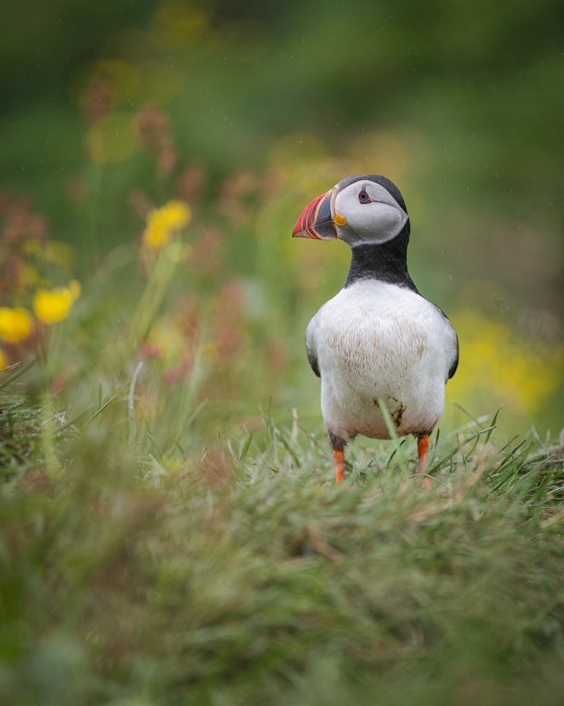 Ryan Shean tweet media