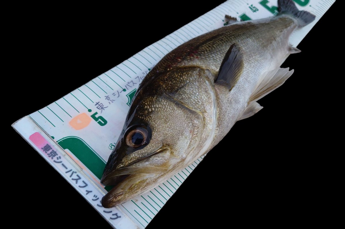 FishingCanal's tweet photo. 今日は仕事帰りの釣行
花火しに来たキッズ達に絡まれて『ルアーってどれくらい飛ぶのー？投げてーあっち投げてー』って言われたので渾身のフルキャストを披露したら何も無いオープンエリアでなんでかヒット!?
さらに子供が集まってきて大騒ぎ
今日はキッズに釣らせてもらいました
#シーバス
#東京湾奥 https://t.co/olrYw6Nkbi