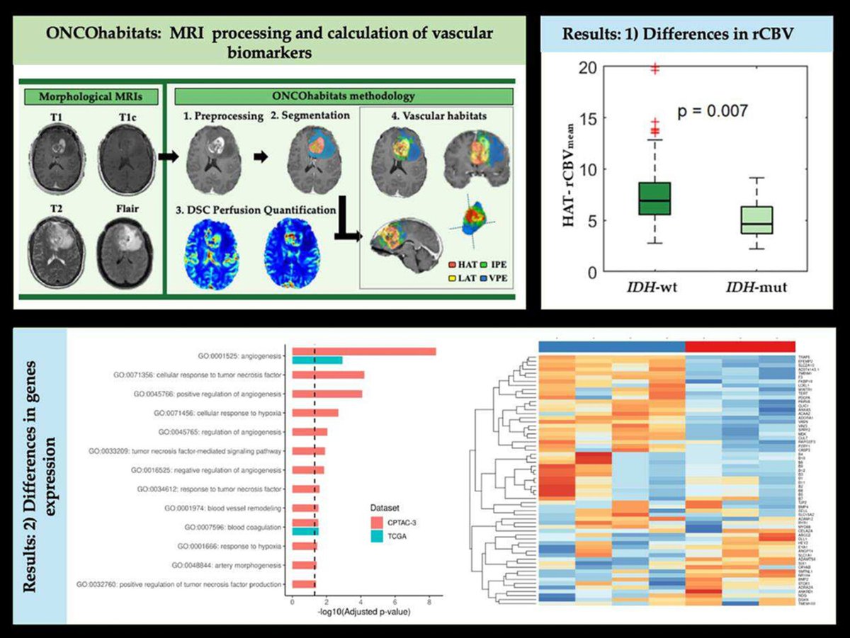 UBB_CIPF's tweet image. #WorldBrainDay
👉our latest collaborative work led by @BDSLab_UPV is out!
👉we combine imaging and 🧬 transcriptomics  to delve into the central nervous system tumour classification
🔊 #glioblastoma #astrocytoma

@CIPFciencia @UMIB_FISABIO @UPV

➡️…iencejournals.onlinelibrary.wiley.com/doi/full/10.10…