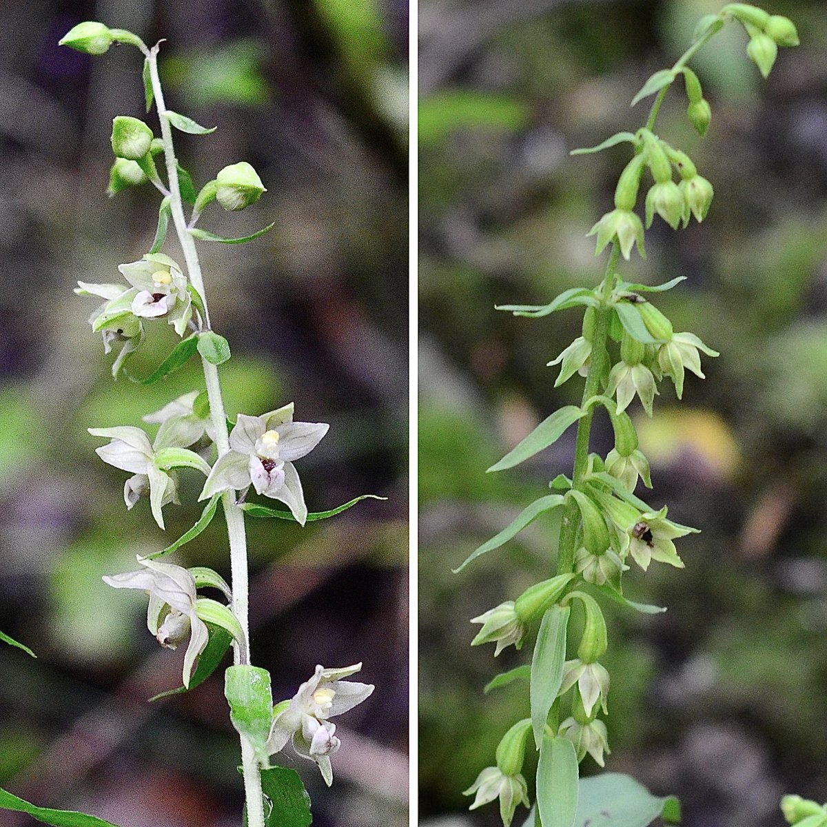 Broad-leaved and Green-flowered helleborines flowering under dense tree cover #northwest ⁦@ukorchids⁩