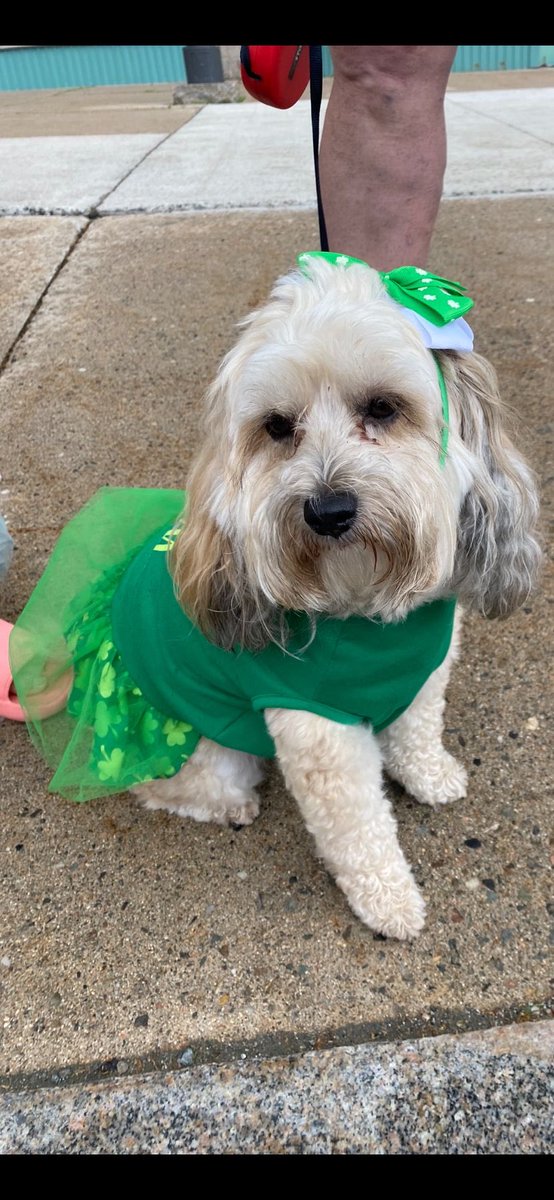 40th Annual Irish Festival taking place in Miramichi New Brunswick today. <a href="/SeanFlemingTD/">Seán Fleming</a> and <a href="/IrlAmbCanada/">Ambassador John Concannon</a> taking part in Family Walking Parade ☘️  Thanks to Mayor Lordon, Veronique Arsenault and all the councillors and community for the warm welcome #spdinjuly <a href="/dfatirl/">Irish Foreign Ministry</a>
