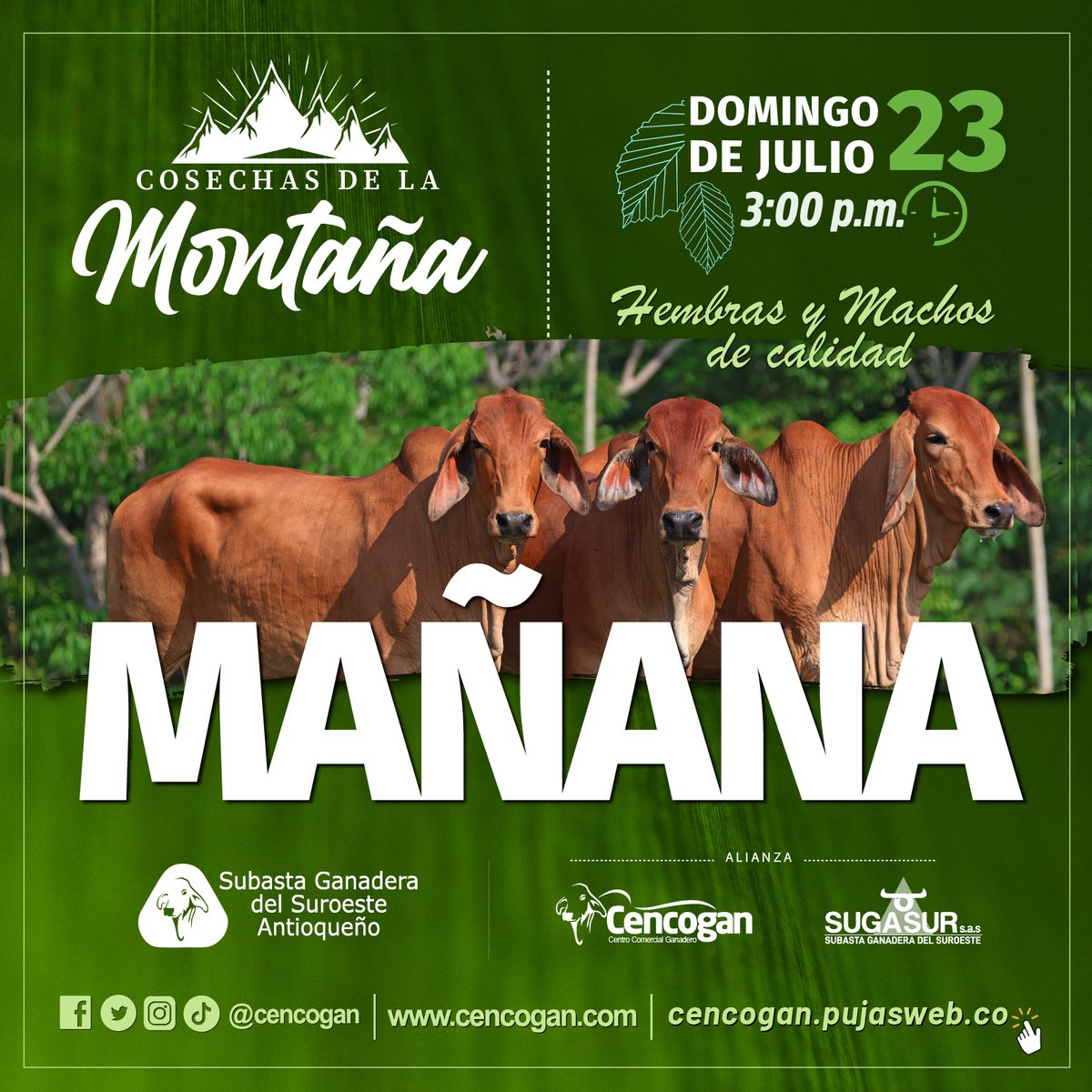 Cencogan's tweet photo. Evento mañana desde las montañas Antioqueñas, directamente desde Cauca Viejo en alianza con https://t.co/0Hr3eaPzai  "COSECHAS DE LA MONTAÑA" evento con toda la calidad y variedad de ganado, frutos de la gran productividad que nos ofrecen esta bellas tierras.
#ganaderia #ganadero https://t.co/7T2q06j0ut