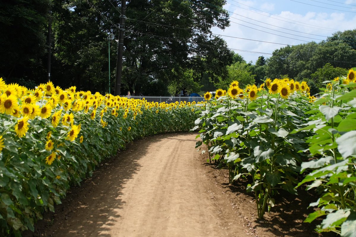sunset06140614's tweet photo. ひまわり撮ってきました🌻 https://t.co/tFtmvftTMn