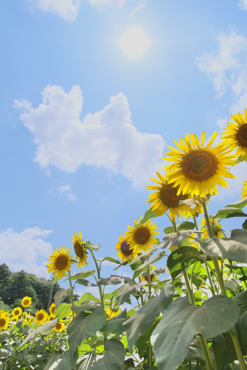 sunset06140614's tweet photo. ひまわり撮ってきました🌻 https://t.co/tFtmvftTMn
