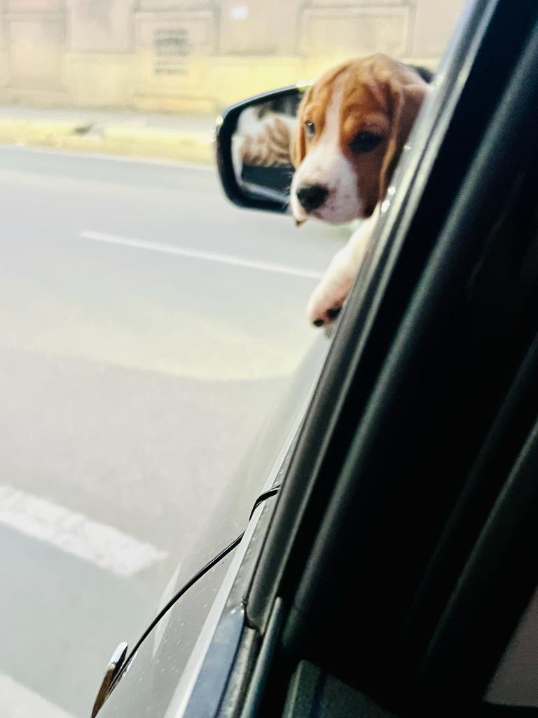 anegi1st's tweet photo. I don’t have clue though but #myLeo 🐶 is in #love with our #mahindra #XUV700
He simply keeps #posing 😎
@MahindraXUV700
@MahindraRise https://t.co/4HcuHNY6qQ