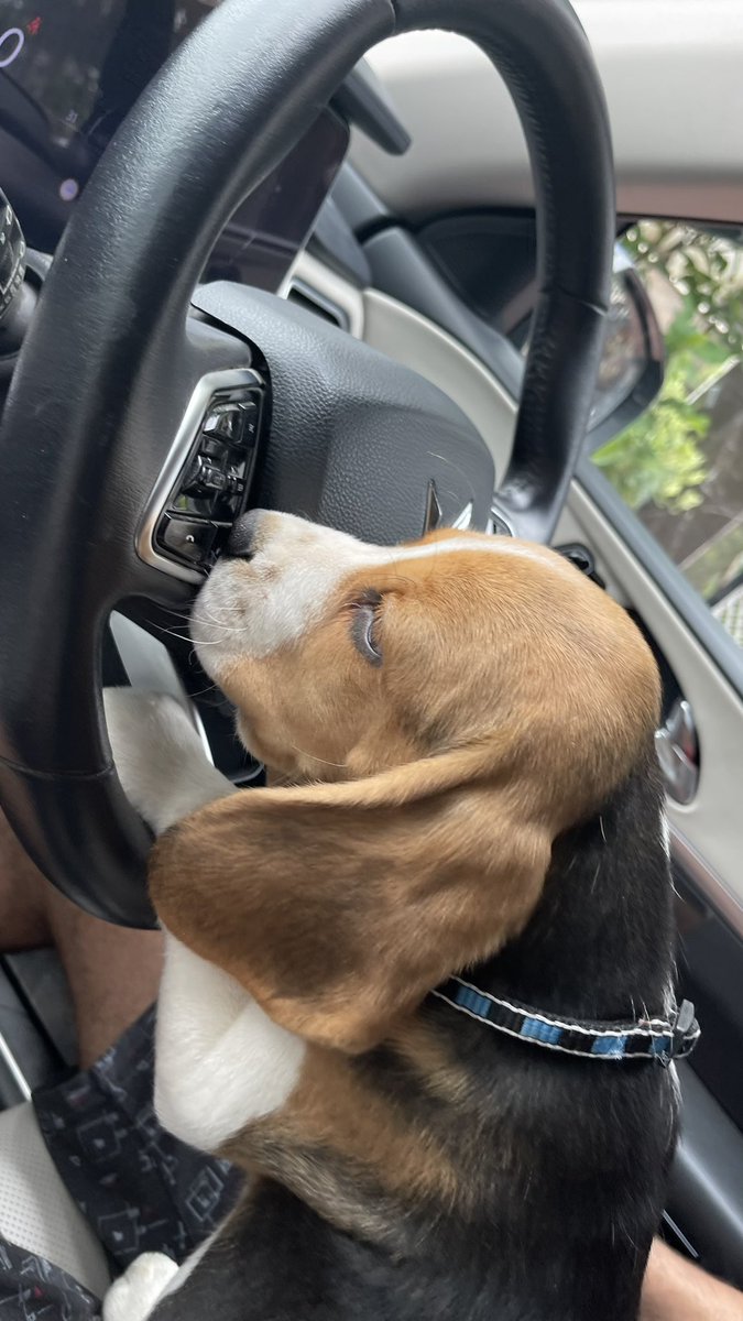 anegi1st's tweet photo. I don’t have clue though but #myLeo 🐶 is in #love with our #mahindra #XUV700
He simply keeps #posing 😎
@MahindraXUV700
@MahindraRise https://t.co/4HcuHNY6qQ