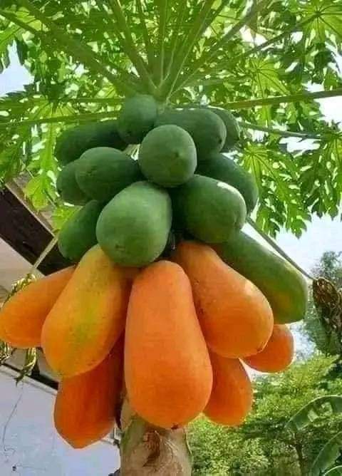 AkezaGermaine's tweet photo. Papaya Production!
If you're impressed, like and retweet 🤗 https://t.co/q7fDiCtw3Q