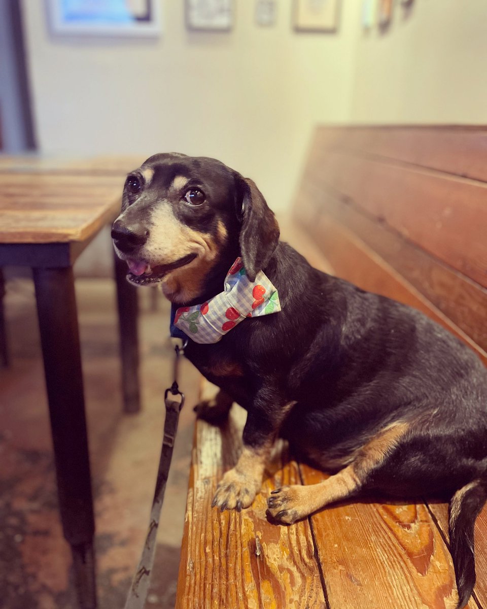 thecatarina's tweet photo. My dog has some personal news he would like to share: after trying relentlessly for years he caught and ate a fly! I've been telling him how proud I am! https://t.co/GE1UfVQLE1