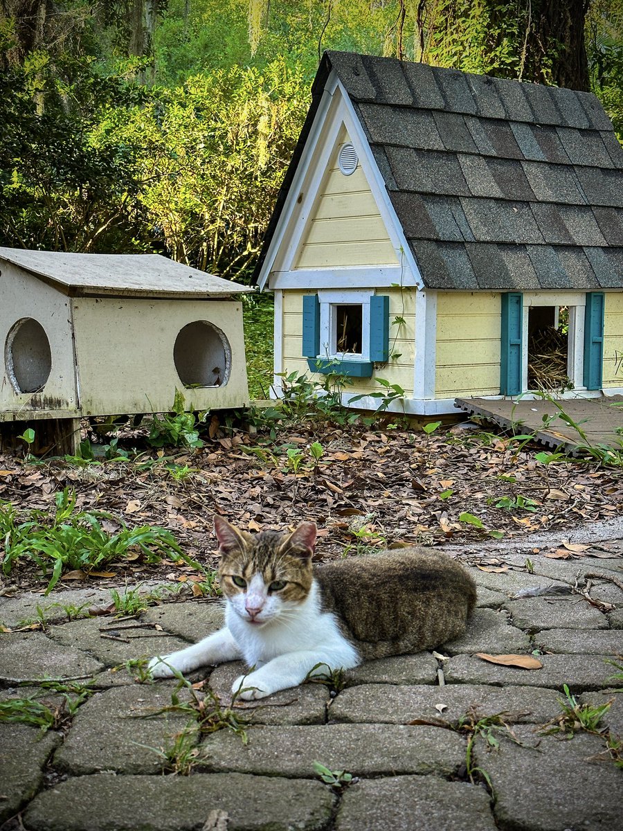 levelbest's tweet photo. “Coffee with Cats” at All About Cats Hilton Head this morning sponsored by the Hilton Head Island @starbucks. If you’re local consider volunteering!
#catsofinstagram #cats #catselfie #coffee #catcoffee #starbucks #catlovers #catlife #allaboutcats #hiltonhead #hiltonheadisland https://t.co/T2n3lVudDK