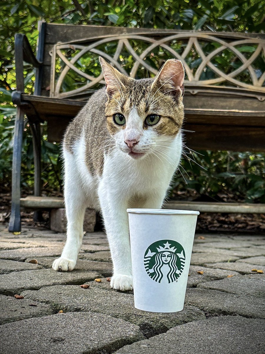 levelbest's tweet photo. “Coffee with Cats” at All About Cats Hilton Head this morning sponsored by the Hilton Head Island @starbucks. If you’re local consider volunteering!
#catsofinstagram #cats #catselfie #coffee #catcoffee #starbucks #catlovers #catlife #allaboutcats #hiltonhead #hiltonheadisland https://t.co/T2n3lVudDK