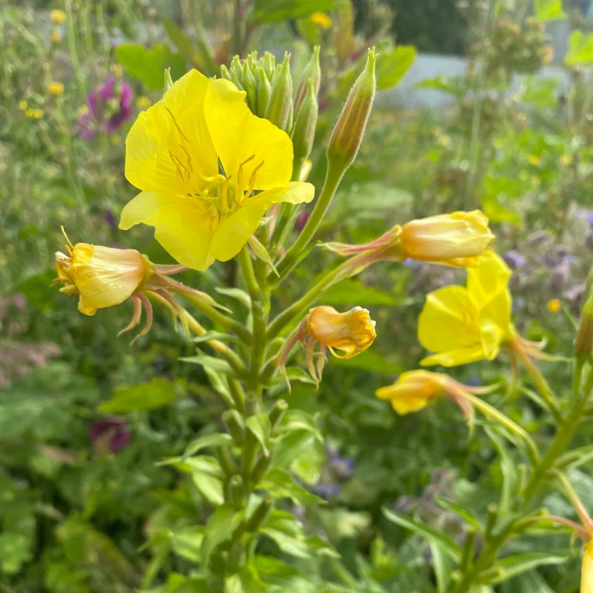 Rooftopharvest from the #DakAkker #rooftopfarm on an officebuilding downtown Rotterdam. A wonderful blooming rooftop today 🌸🌻🥕🥒🌶🍅🌱. 

#farmingthecity #Rotterdamisblooming #DakAkker #rooftopfarm #EDIBLECITIES #therooftopfarmisblooming 

📷: Esther Prinsze 💚