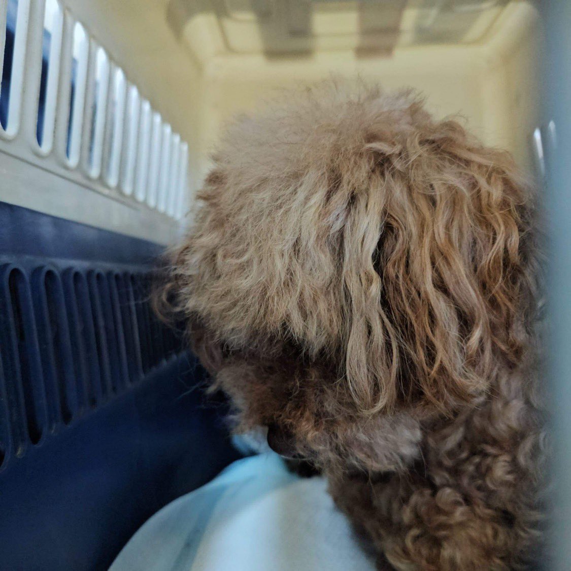 thedogteamuk's tweet photo. On the way from #SouthKorea rescued from the hell hole of a #dogmeatfarm both the poodle and the GSD are needing homes. Please Rt to help them 💕🙏 https://t.co/IPle5TEcy7