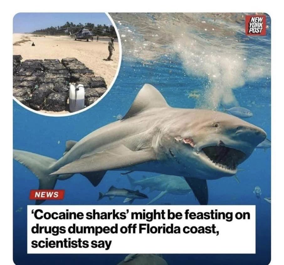 TruthLogic0214's tweet image. Do we call them “Hunter Sharks” now?