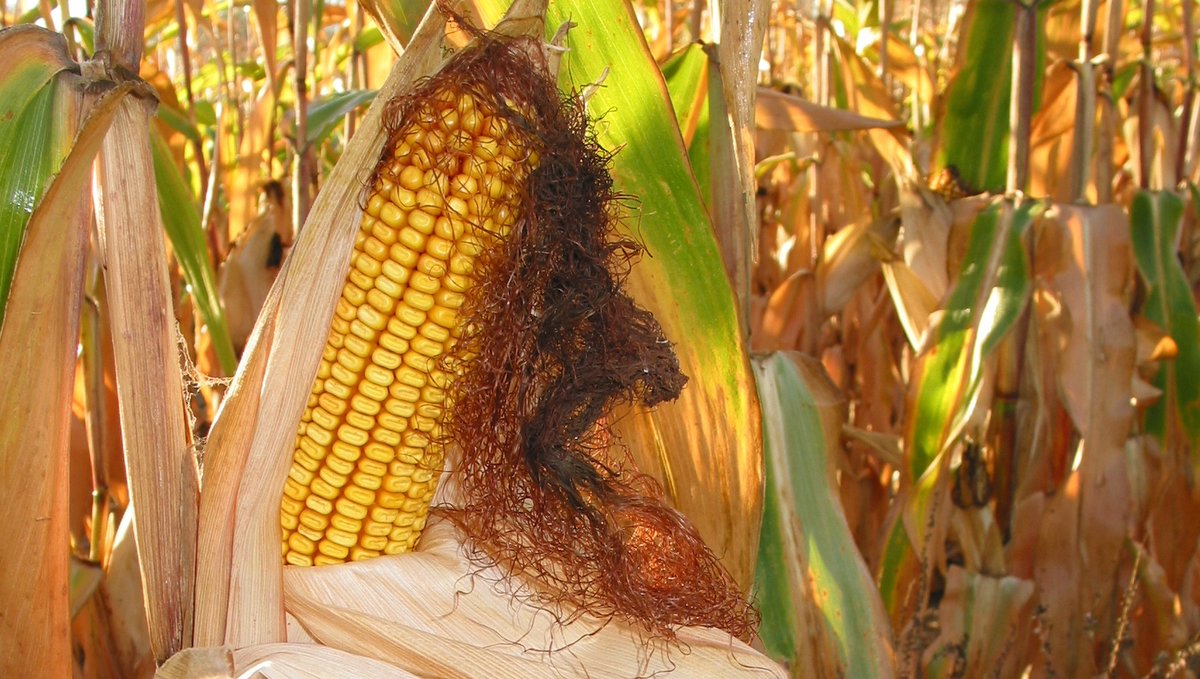 YourFoodStoryON's tweet photo. DYK, if you keep cornmeal and corn flour sealed in air-tight containers and in a cool place they will keep longer? 🌽 Learn more about cooking with corn @GoodInGrain
=> https://t.co/imJKRFlQQm #YourFarmers #OntarioFarmers #OntarioFarms #OntarioGrains #GrainCorn #DYK https://t.co/fU1Nz8KTQM