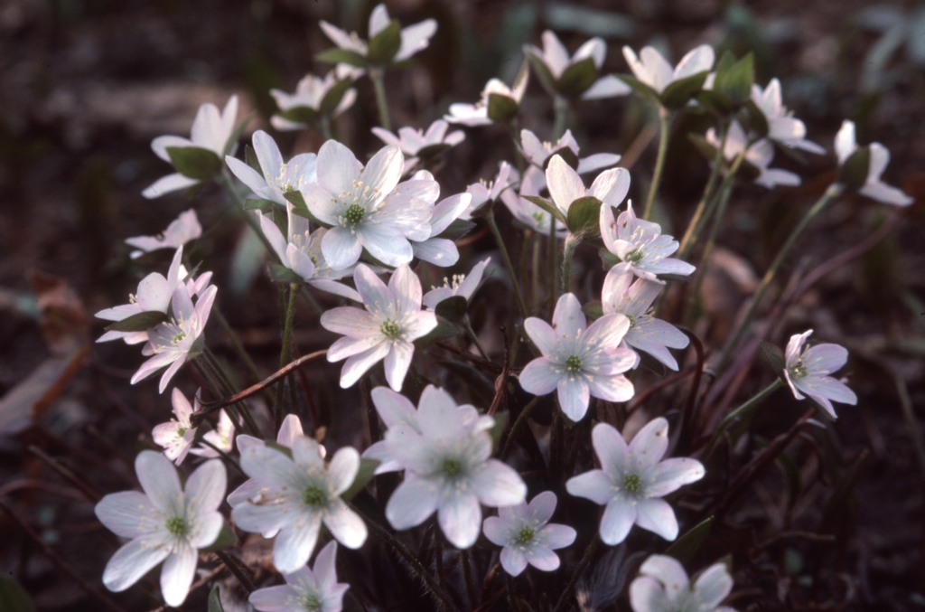 TheCHPF's tweet photo. Don't forget to stop and smell the flowers this Saturday! ⁠These lovely flowers were photographed by George Hunter in Mississauga. What kinds of flowers grow in your neighbourhood? ⁠
⁠
Image: "Photograph of a group of small white flowers" by George Hunter⁠, 1985⁠ https://t.co/3qCuHLMTdF