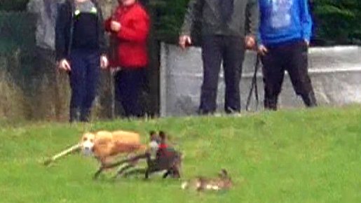 banbloodsports's tweet photo. Urgent Action Alert: Contact Heritage Minister @DarraghOBrienTD and tell him to refuse 2023-24 hare coursing licences - Telephone: (01) 618 3802. Email: minister@housing.gov.ie https://t.co/AkdI3pzoH3 https://t.co/fawQZkgWfN