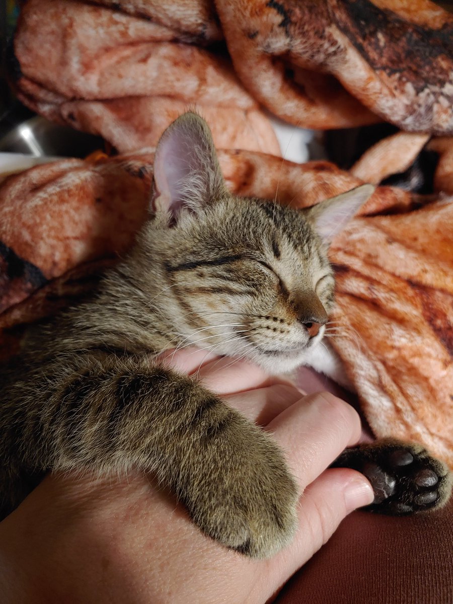myssmeow's tweet photo. @StephenKing I think you've forgotten about International Cat Day on the 8th. Very important! https://t.co/hjqNLDIuCa