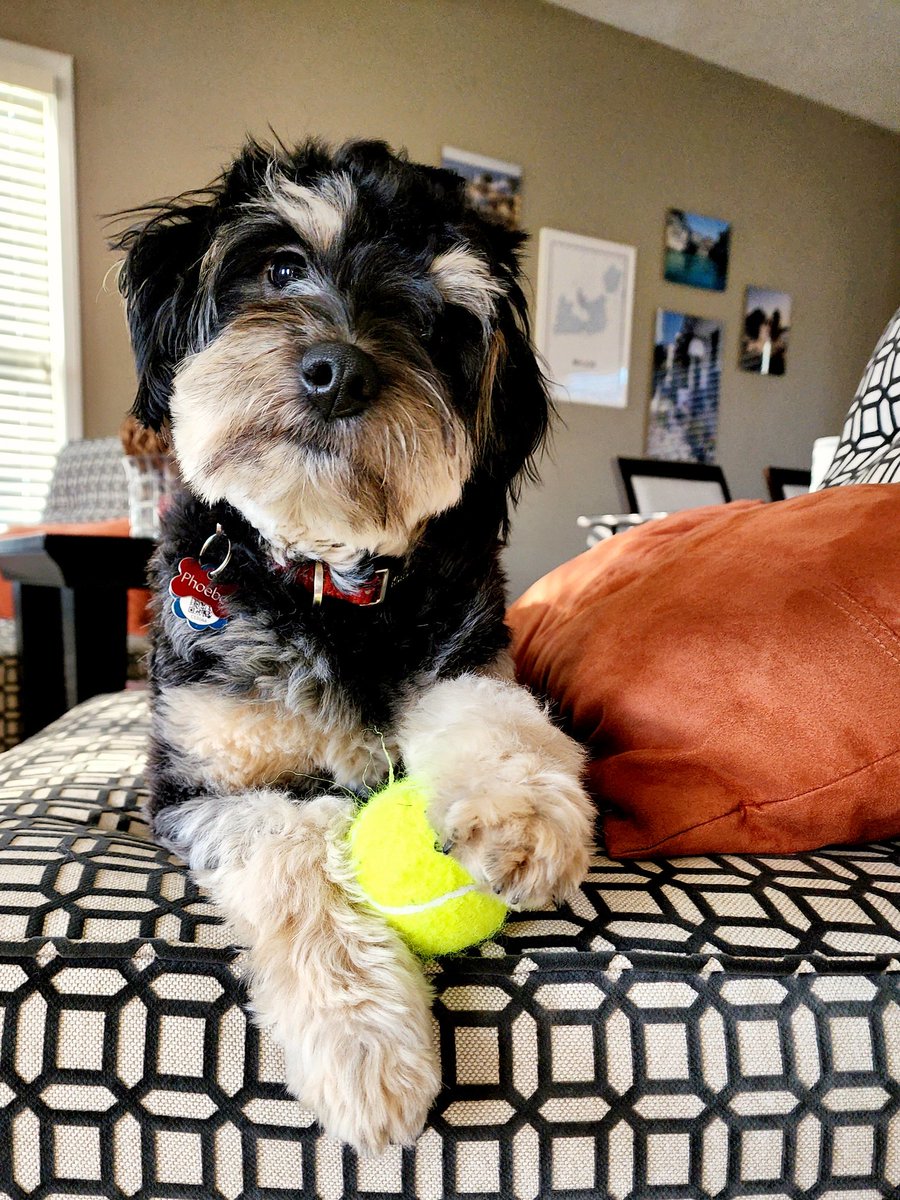 IndyGreek's tweet photo. @RCdeWinter Once your pup is trained, housebroken, and adjusted to the rhythm of your household, she's a joy to have around. For me, even the early puppy stuff was great. https://t.co/0MDIIyrq81