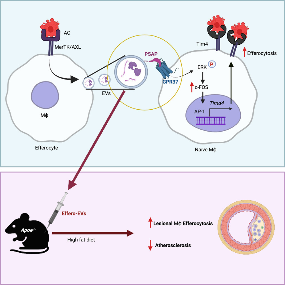 Immune Regulation News (@immune_news) on Twitter photo Led by <a href="/PURBASHABHATTA5/">Purbasha Bhattacharya</a> and <a href="/umeshmoon/">Umesh Dhawan, PhD</a>, researchers at <a href="/QMULWHRI/">William Harvey Research Institute</a> & <a href="/IGIBSocial/">CSIR-IGIB</a> established a critical role for efferocyte-derived vesicular mediators in increasing #macrophage #efferocytosis efficiency.
Take a look at their study in <a href="/CellReports/">Cell Reports</a>:
📘 bit.ly/43AR5cb Led by <a href="/PURBASHABHATTA5/">Purbasha Bhattacharya</a> and <a href="/umeshmoon/">Umesh Dhawan, PhD</a>, researchers at <a href="/QMULWHRI/">William Harvey Research Institute</a> & <a href="/IGIBSocial/">CSIR-IGIB</a> established a critical role for efferocyte-derived vesicular mediators in increasing #macrophage #efferocytosis efficiency.
Take a look at their study in <a href="/CellReports/">Cell Reports</a>:
📘 bit.ly/43AR5cb