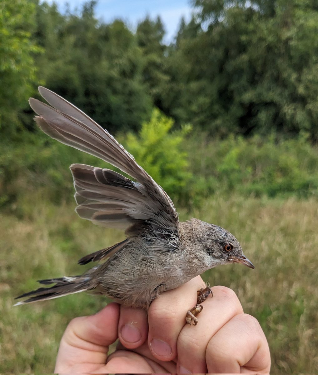 Today I was lucky to control this Whitethroat for the 7th time in 5 years! Originally ringed as an adult in 2019, it is now preparing for it's at least 11th sahara-crossing! #birdmigration still blows my mind! See you next year!