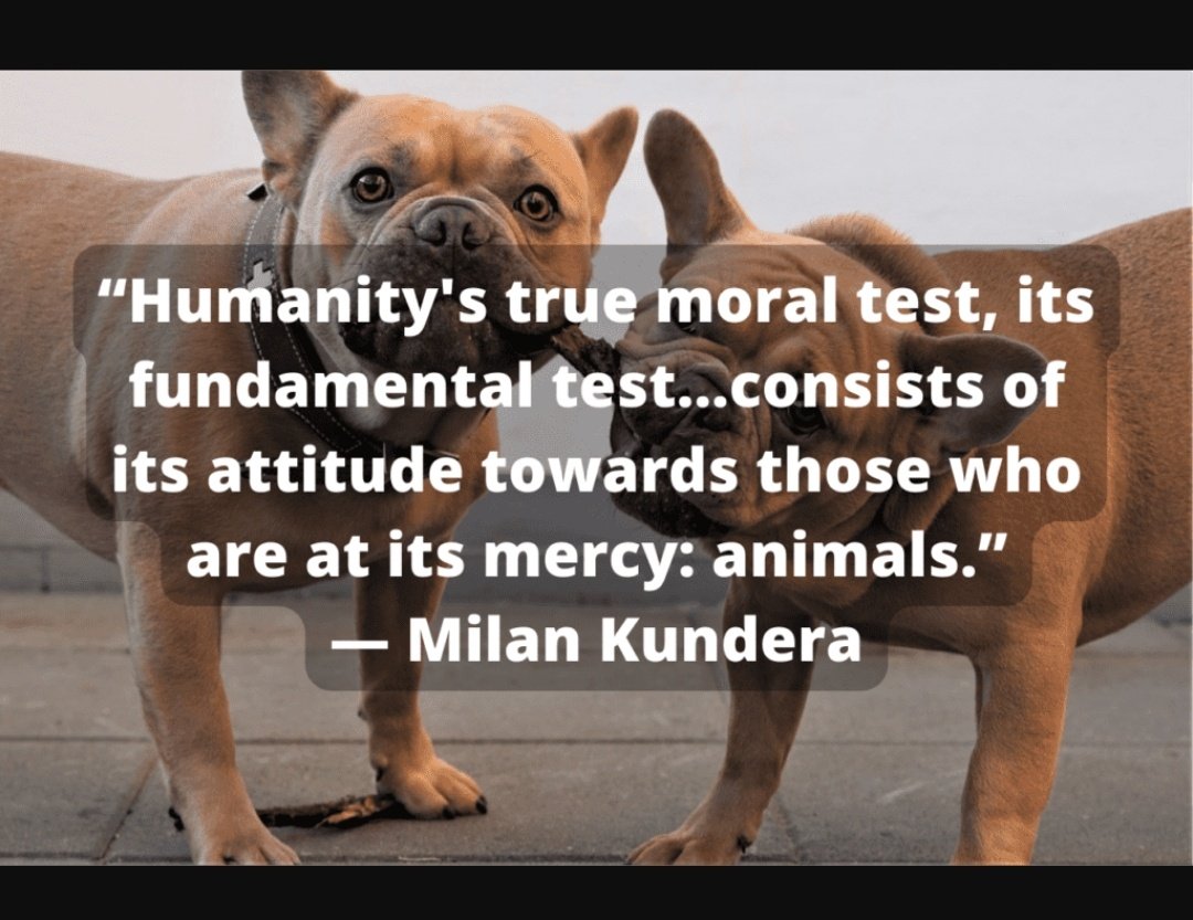Ahimsa Rising Ⓥ (@ahimsarising) on Twitter photo "...& the time will come when men such as I will look on the murder of animals as they now look on the murder of men." -Leonardo da Vinci
#justiceforangel #nomore50 #nomore50 #amendPCA #nomorefifty #amendPCAact #nomorefifty <a href="/narendramodi/">Narendra Modi</a> <a href="/AmitShah/">Amit Shah</a> <a href="/Manekagandhibjp/">Maneka Sanjay Gandhi</a> <a href="/Tejasvi_Surya/">Tejasvi Surya</a> "...& the time will come when men such as I will look on the murder of animals as they now look on the murder of men." -Leonardo da Vinci
#justiceforangel #nomore50 #nomore50 #amendPCA #nomorefifty #amendPCAact #nomorefifty <a href="/narendramodi/">Narendra Modi</a> <a href="/AmitShah/">Amit Shah</a> <a href="/Manekagandhibjp/">Maneka Sanjay Gandhi</a> <a href="/Tejasvi_Surya/">Tejasvi Surya</a>