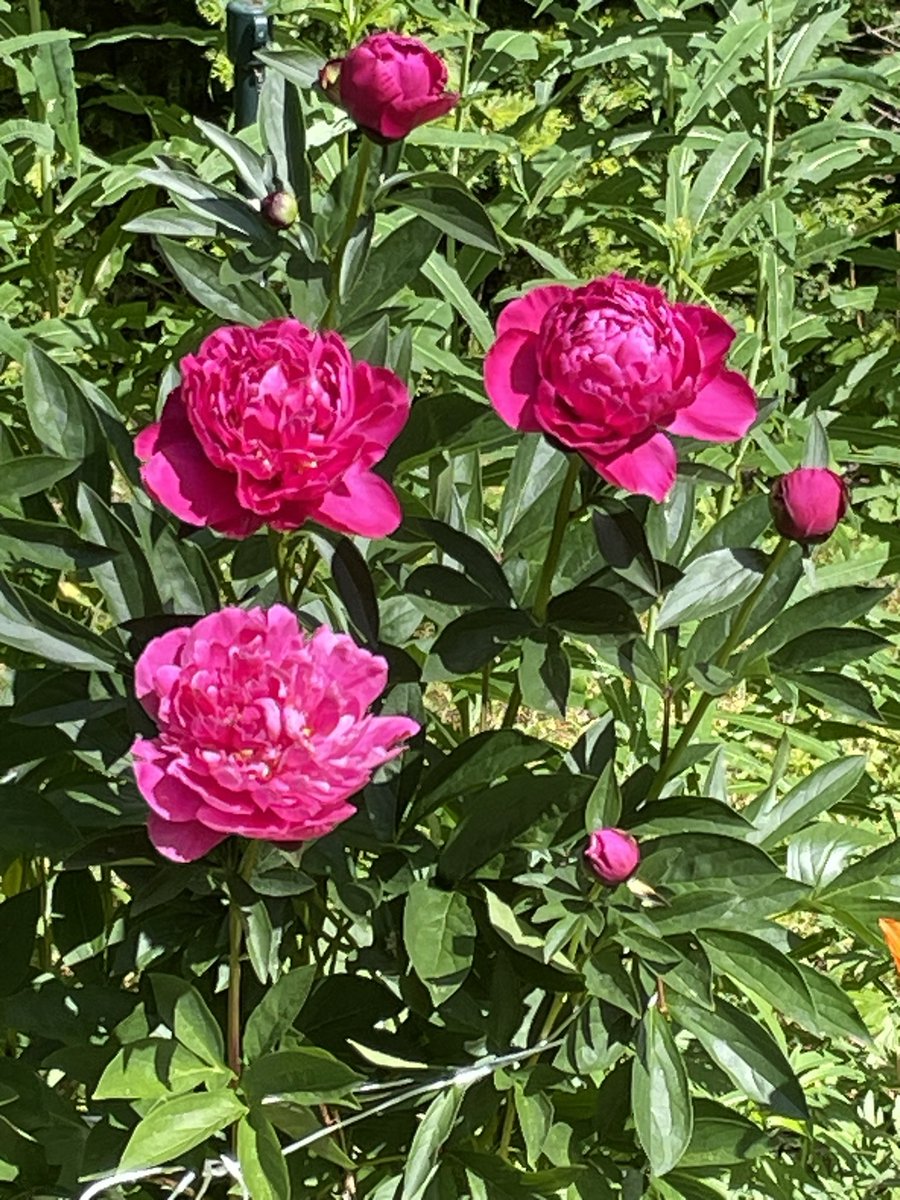 Paljon onnea <a href="/KatiTervo/">Kati Tervo🇫🇮🇺🇦🇪🇺🏳️‍🌈</a>